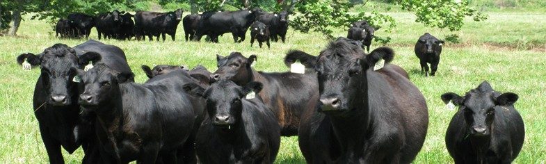 Beef Cattle Extension | APSC | Virginia Tech